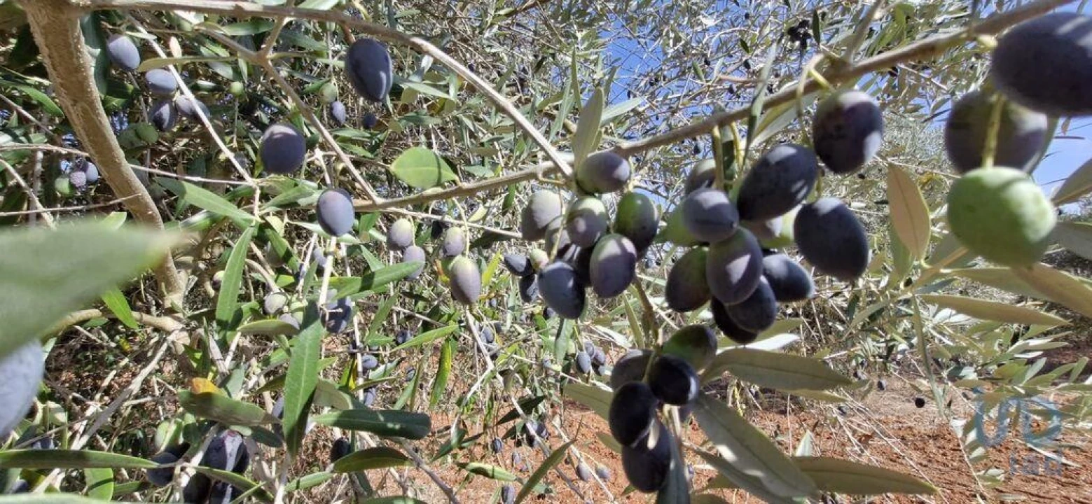 Terreno para Venda em Azambujeira e Malaqueijo Foto 12