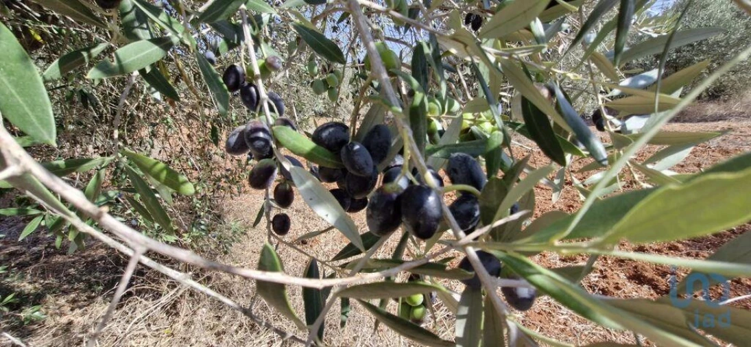 Terreno para Venda em Azambujeira e Malaqueijo Foto 13