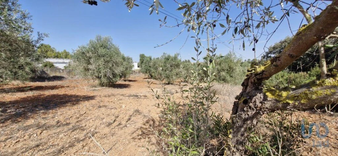 Terreno para Venda em Azambujeira e Malaqueijo Foto 9