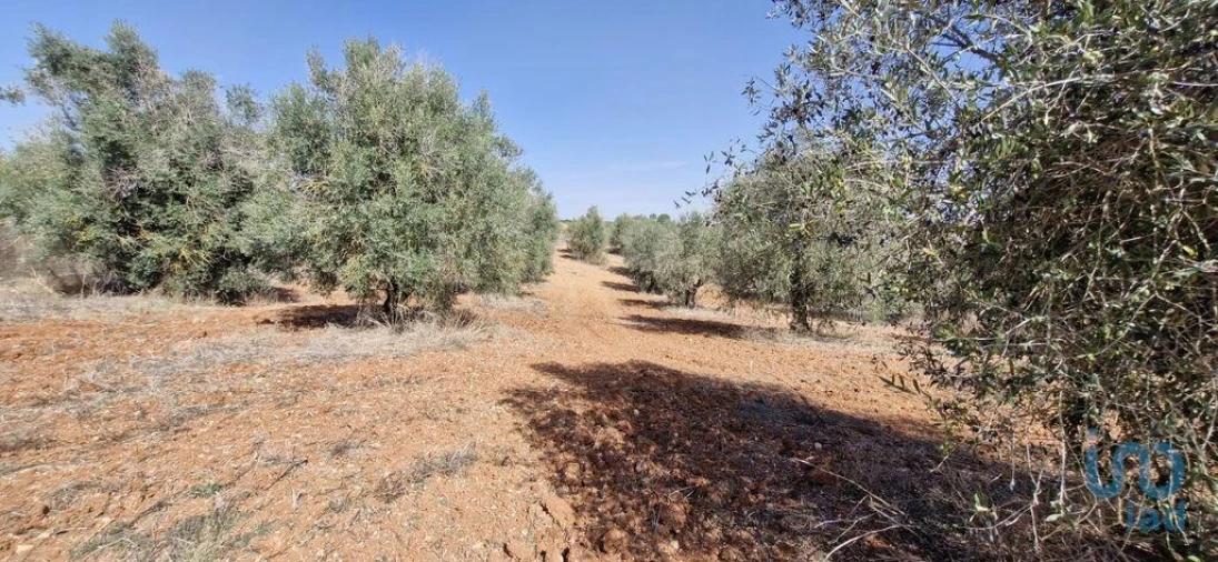 Terreno para Venda em Azambujeira e Malaqueijo Foto 8