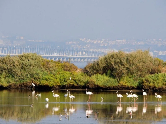 Terreno P/ Prédio para Venda em Alcochete Foto 22