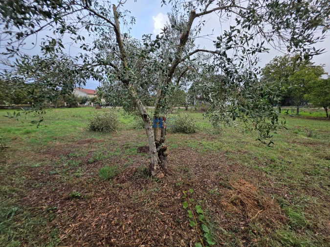 Terreno para Venda em Fatima Foto 14