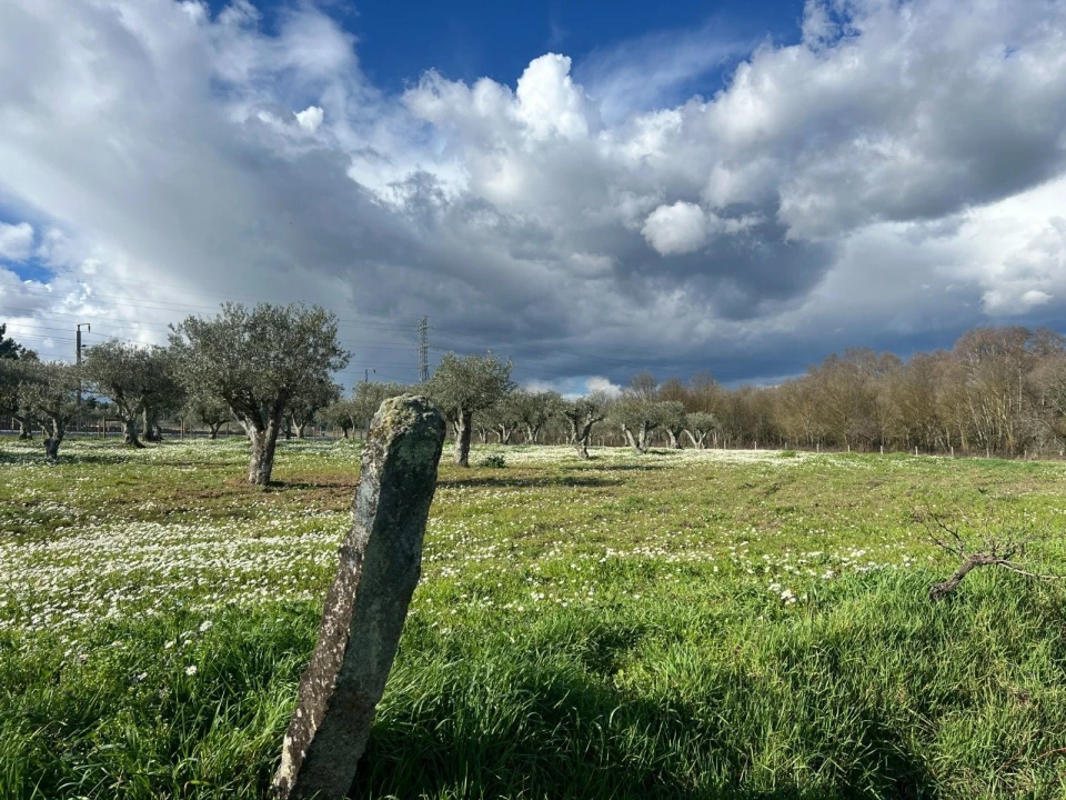Quinta T3 para Venda em Castelo Mendo, Ade, Monteperobolso e Mesquitela Foto 13