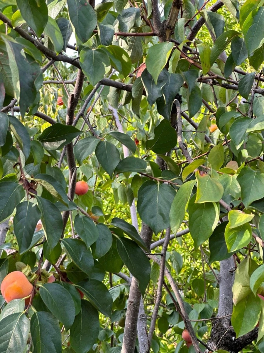 Moradia T3 para Venda em Anreade e São Romão de Aregos Foto 6