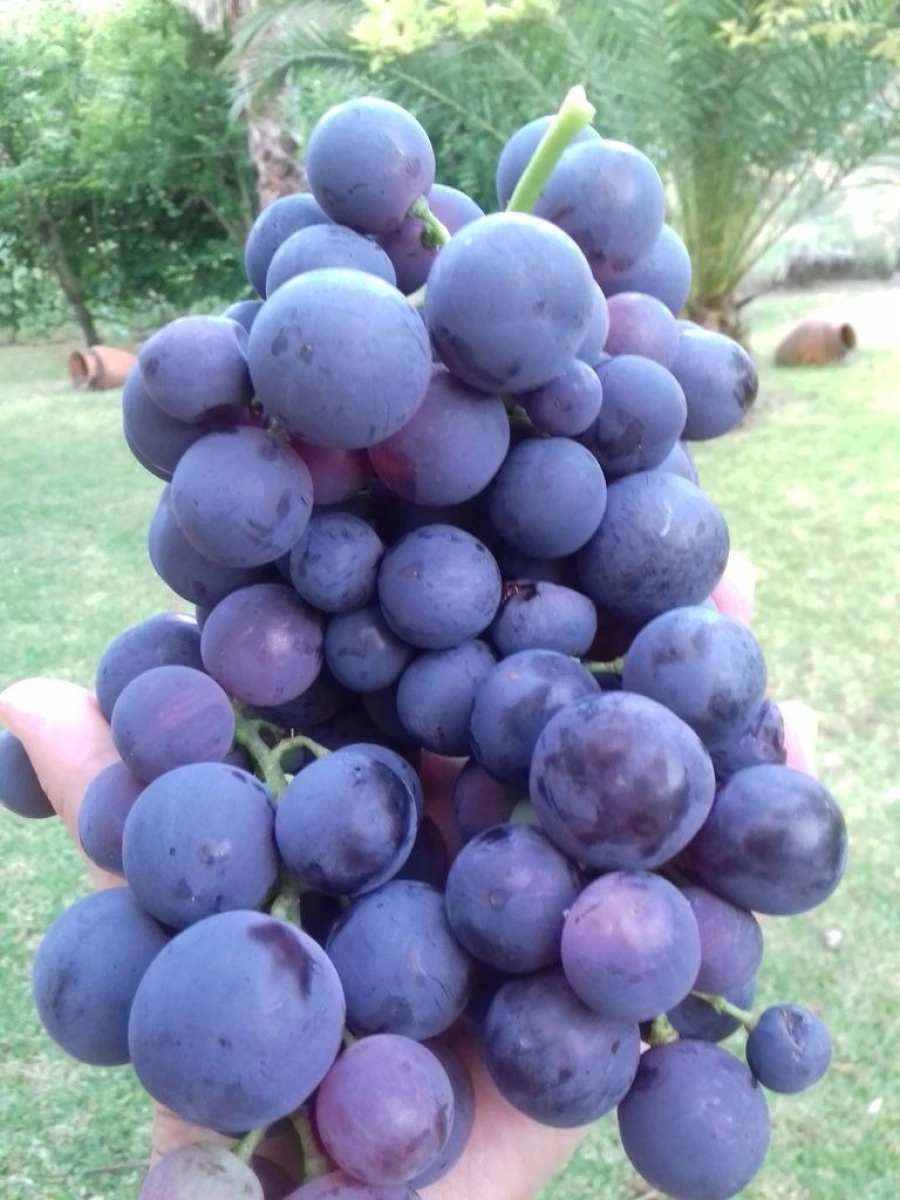 Moradia T3 para Venda em Anreade e São Romão de Aregos Foto 10