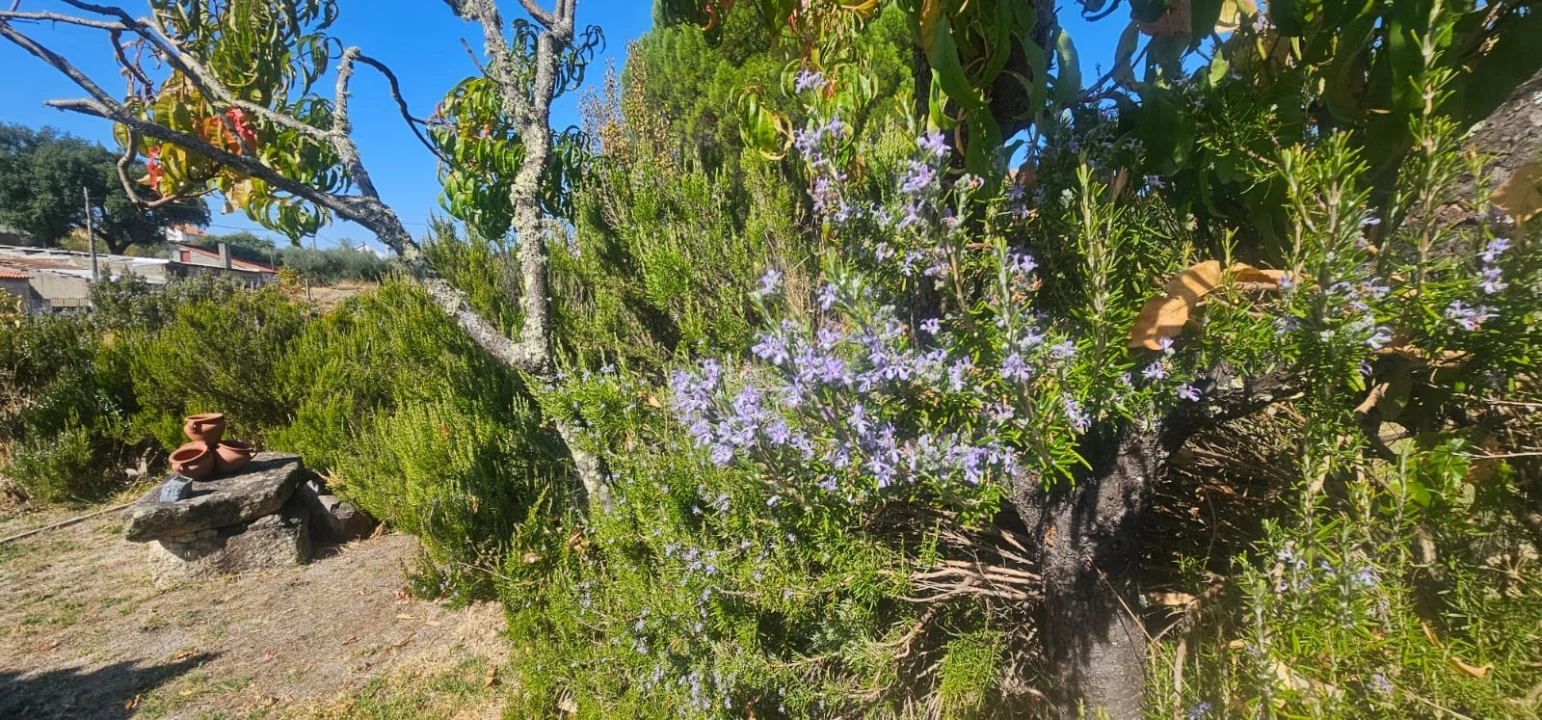 Moradia T0 para Venda em Aldeia do Bispo, Águas e Aldeia de João Pires Foto 10