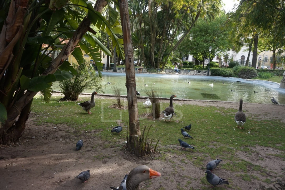 Apartamento T1 para Venda em Estrela Foto 20