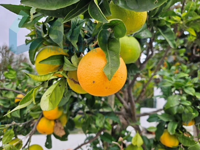 Moradia T3 para Venda em Santa Maria, São Pedro e Matacães Foto 17