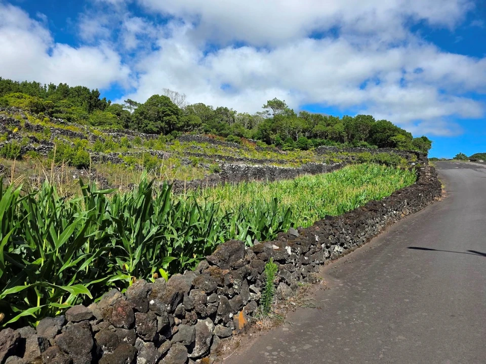 Terreno para Venda em Candelaria Foto 2