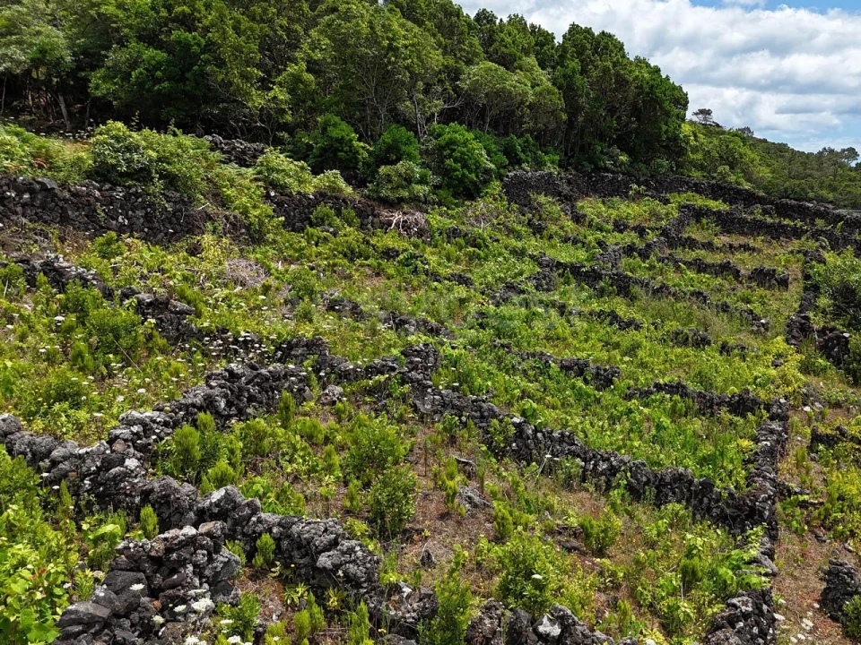Terreno para Venda em Candelaria Foto 7