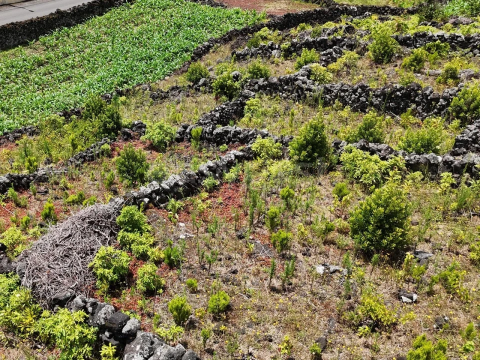 Terreno para Venda em Candelaria Foto 10