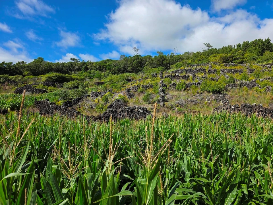 Terreno para Venda em Candelaria Foto 13