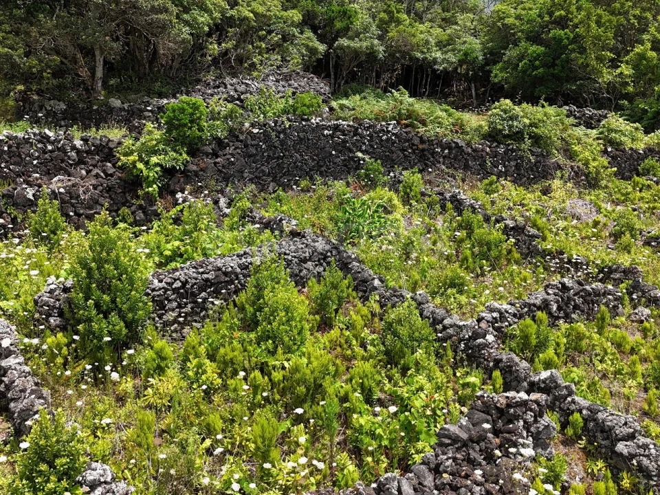 Terreno para Venda em Candelaria Foto 15