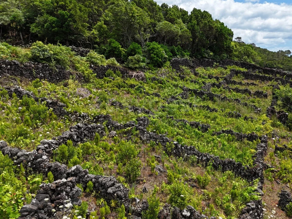 Terreno para Venda em Candelaria Foto 11