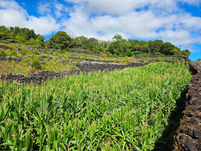 Terreno para Venda em Candelaria Foto 4
