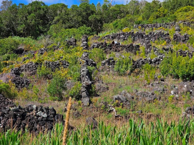 Terreno para Venda em Candelaria Foto 6