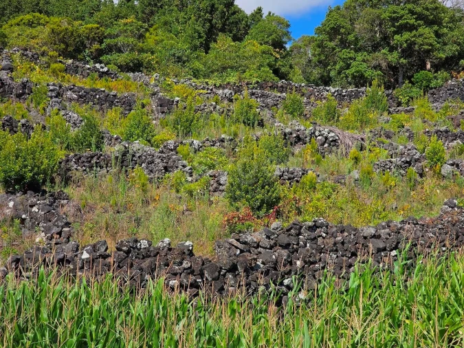 Terreno para Venda em Candelaria Foto 12