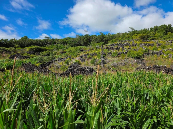 Terreno para Venda em Candelaria Foto 13
