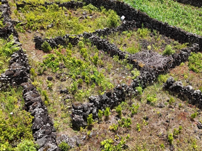 Terreno para Venda em Candelaria Foto 14