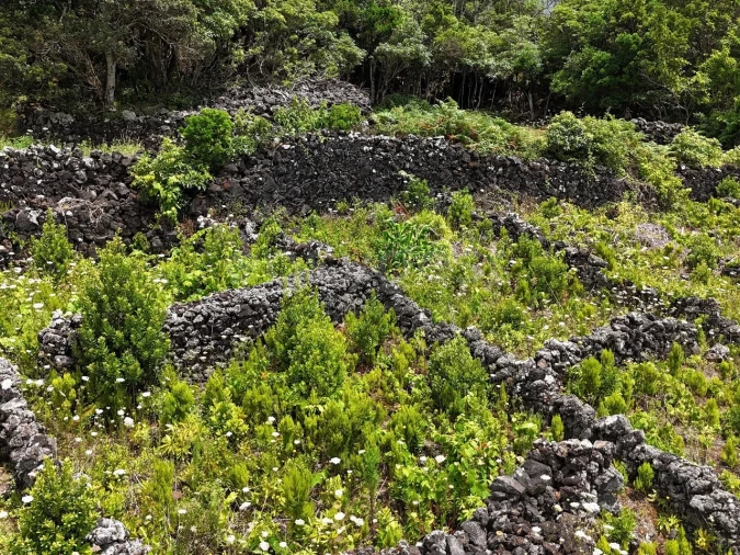 Terreno para Venda em Candelaria Foto 15