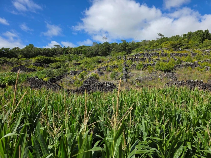Terreno para Venda em Candelaria Foto 17