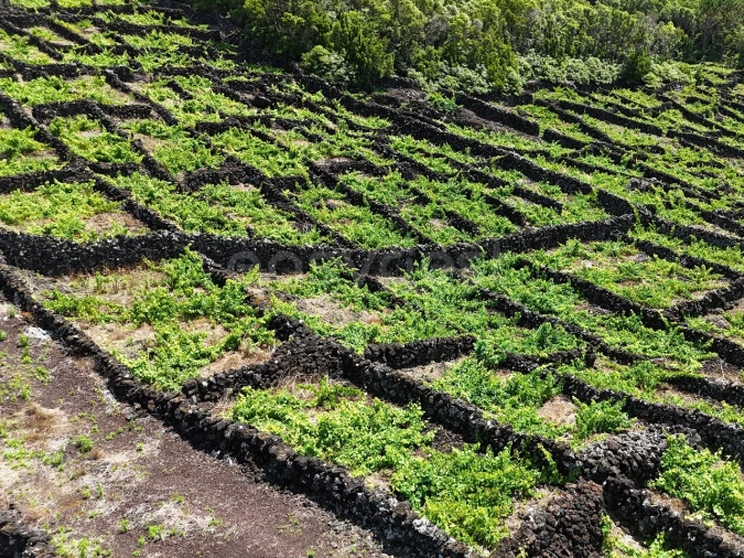 Terreno para Venda em São Mateus Foto 6