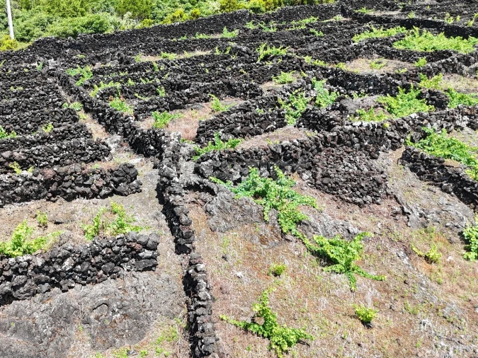Terreno para Venda em São Mateus Foto 7