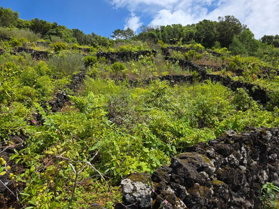 Terreno para Venda em São Mateus Foto 9