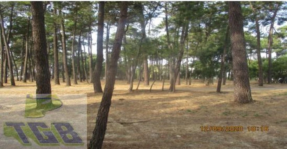 Terreno P/ Prédio para Venda em Azeitão (São Lourenço e São Simão) Foto 2