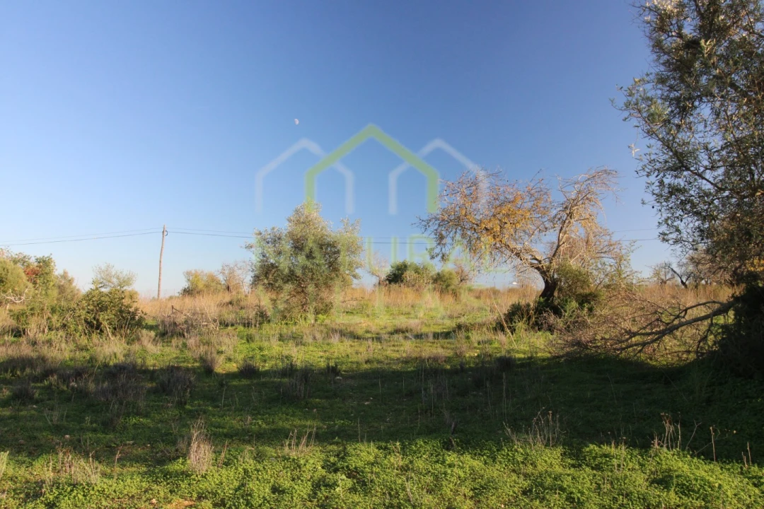 Terreno Agricola ou Rústico para Venda em Pechão Foto 11