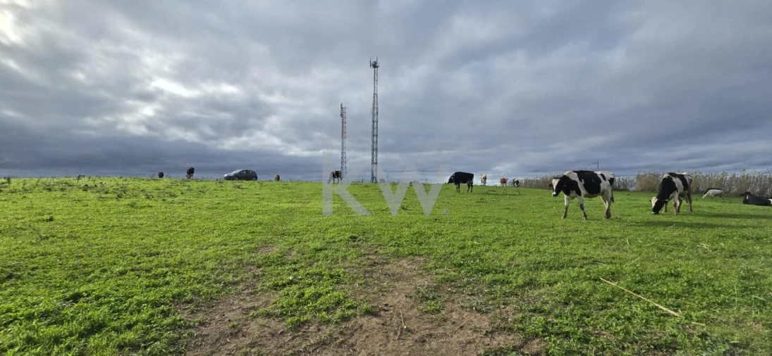 Terreno para Venda em Ribeirinha Foto 10