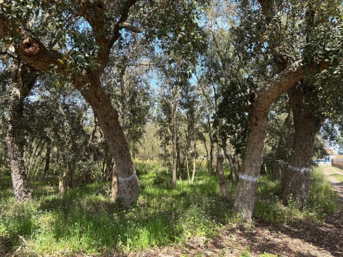 Terreno para Venda em Salvaterra de Magos e Foros de Salvaterra Foto 9
