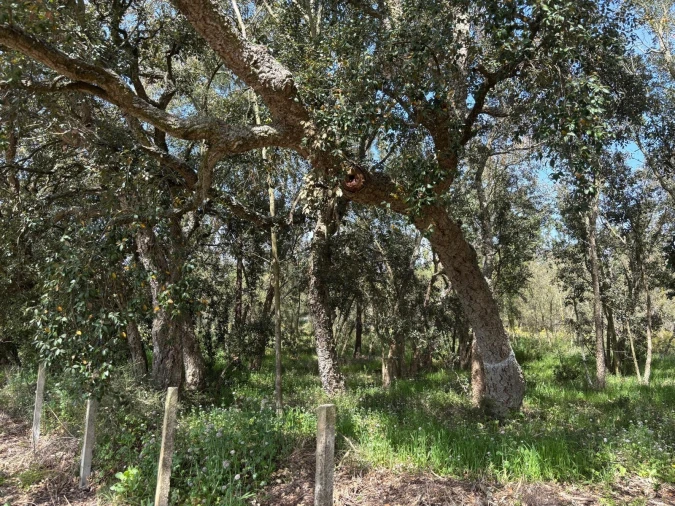Terreno para Venda em Salvaterra de Magos e Foros de Salvaterra Foto 6