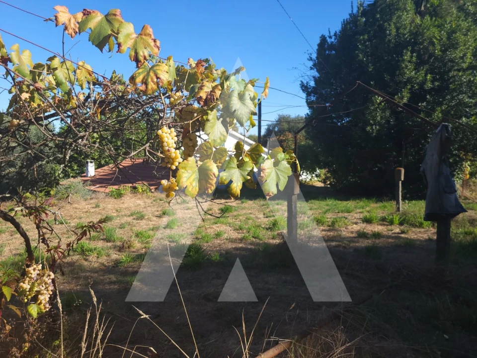 Quinta para Venda em Viseu Foto 2