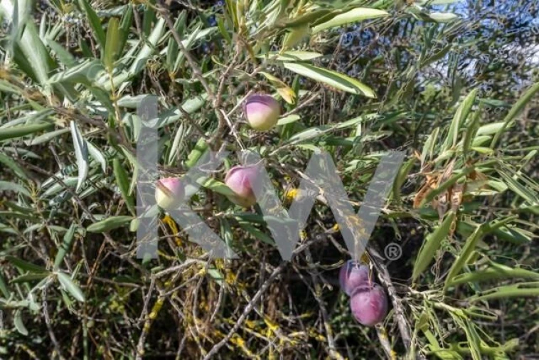 Terreno para Venda em Olhão Foto 21