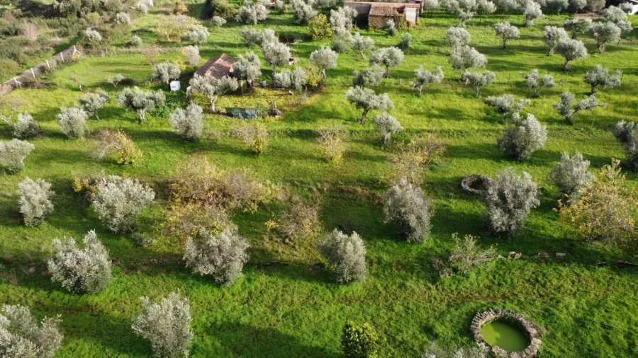 Terreno para Venda em Montalvão Foto 32
