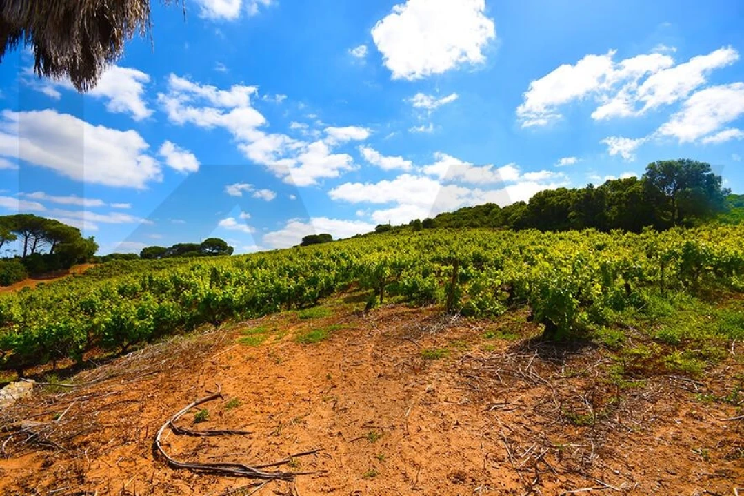 Quinta T5 para Venda em Palmela Foto 21