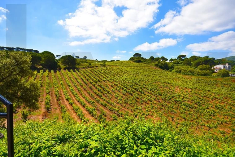 Quinta T5 para Venda em Palmela Foto 3