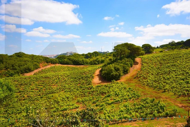 Quinta T5 para Venda em Palmela Foto 15