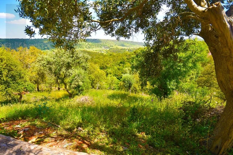 Quinta T5 para Venda em Palmela Foto 12