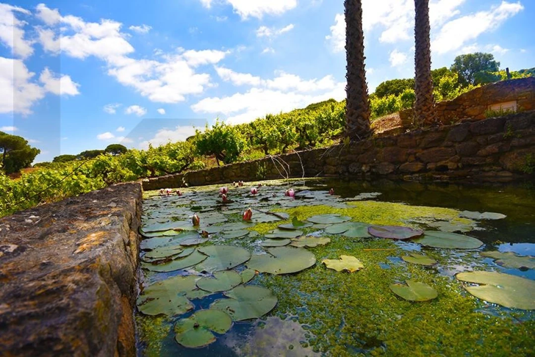 Quinta T5 para Venda em Palmela Foto 19