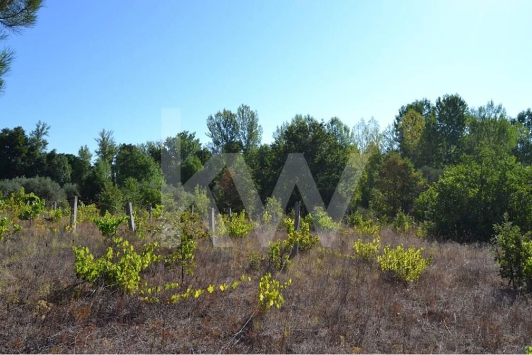 Terreno para Venda em Três Povos Foto 7