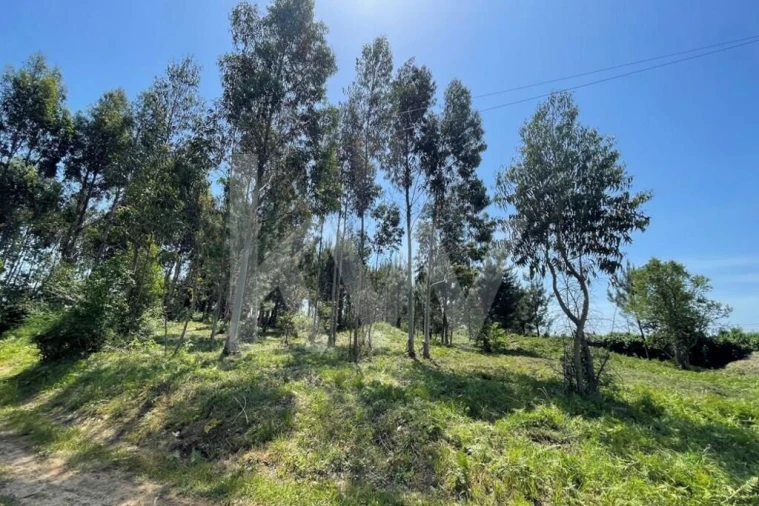 Terreno para Venda em Ovar, São João, Arada e São Vicente de Pereira Jusã Foto 6