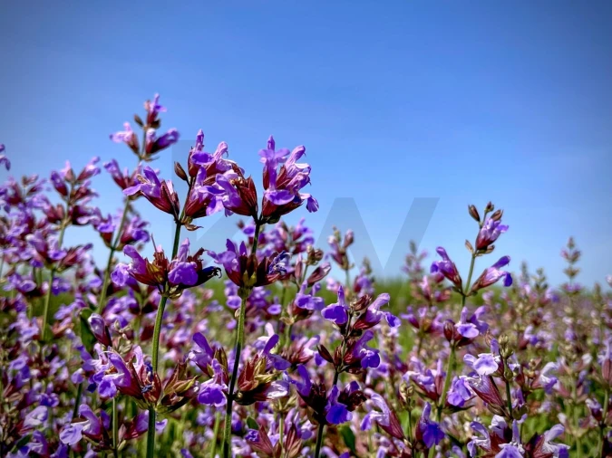 Quinta T4 para Venda em São Sebastião da Giesteira e Nossa Senhora da Boa Fé Foto 44