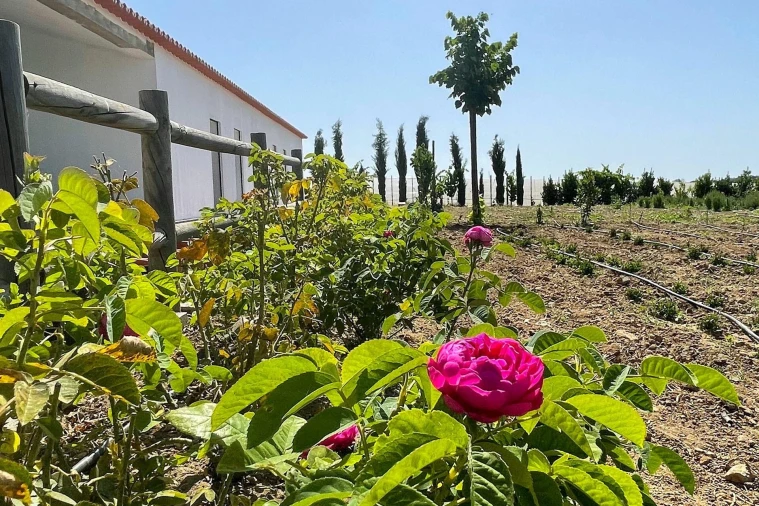 Quinta T4 para Venda em São Sebastião da Giesteira e Nossa Senhora da Boa Fé Foto 41
