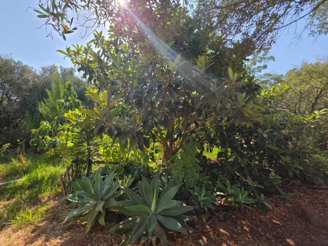 Terreno para Venda em Bensafrim e Barão de São João Foto 49