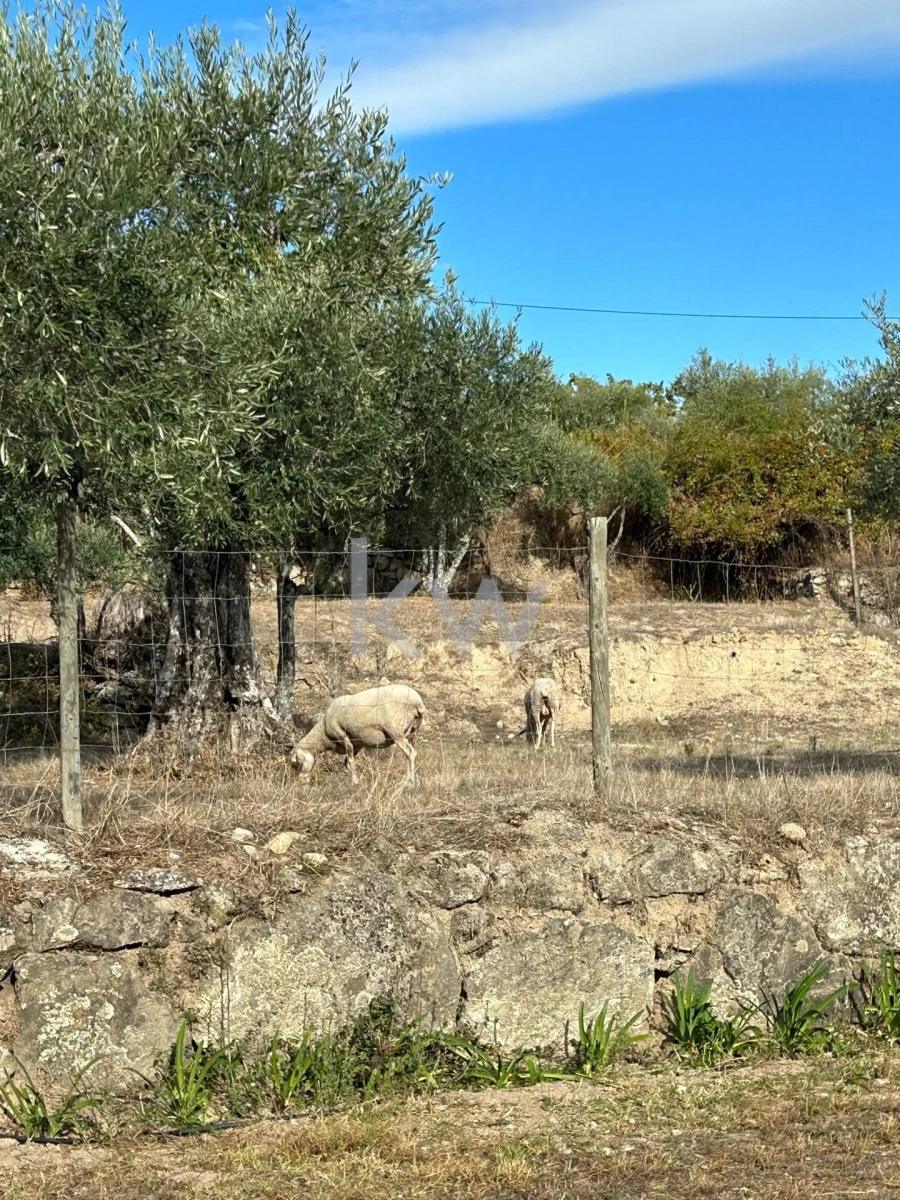 Terreno para Venda em Caria Foto 55