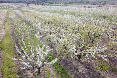 Terreno para Venda em Póvoa de Rio de Moinhos e Cafede