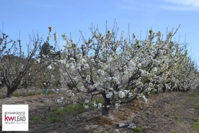 Terreno para Venda em Póvoa de Rio de Moinhos e Cafede