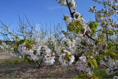 Terreno para Venda em Póvoa de Rio de Moinhos e Cafede